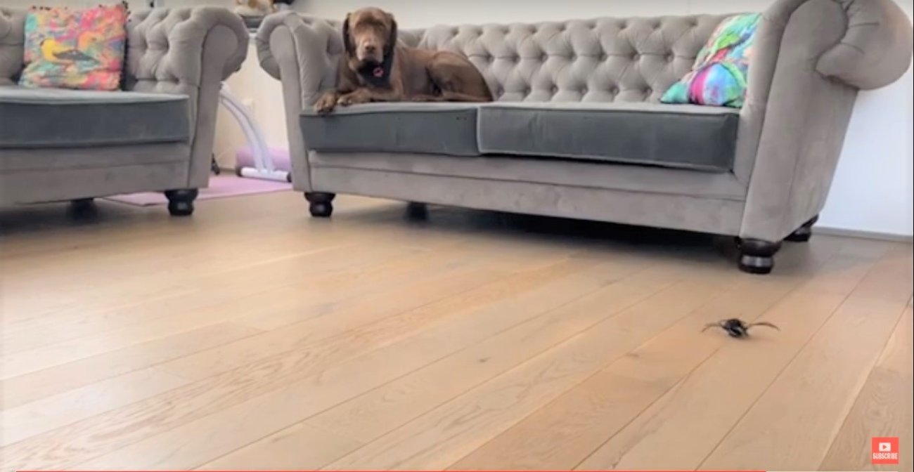 ラブラドールレトリーバー,動画