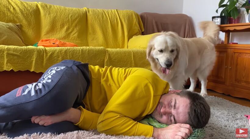 ゴールデンレトリーバー,動画