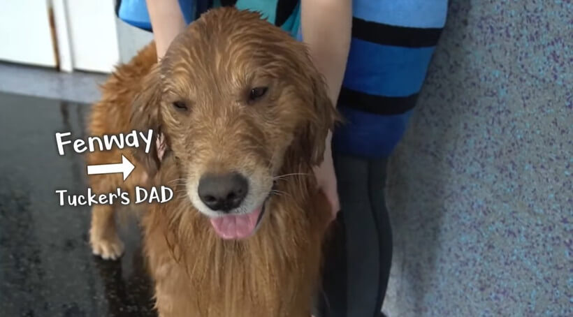 ゴールデンレトリーバー,動画