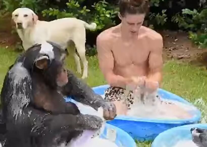 ラブラドールレトリーバー,動画