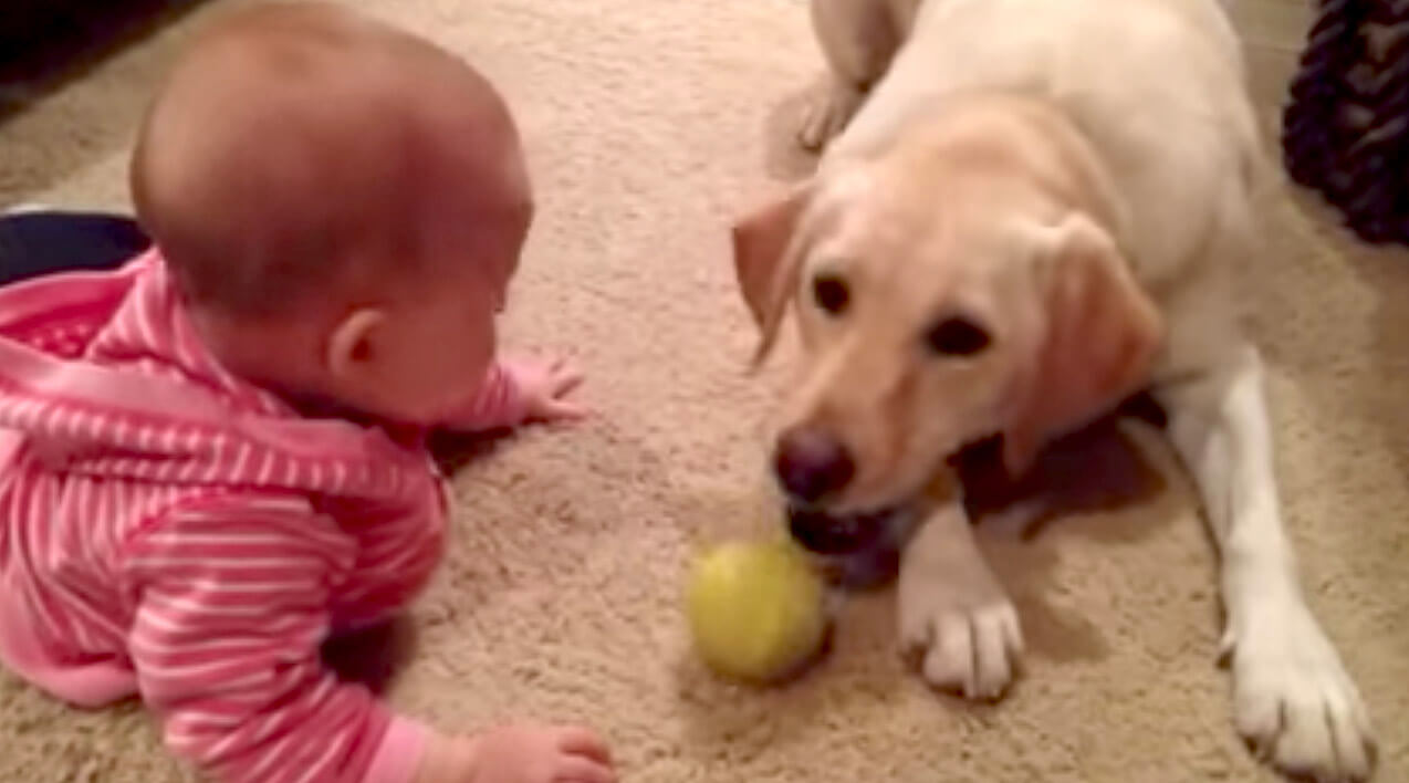 ラブラドールレトリーバー,動画