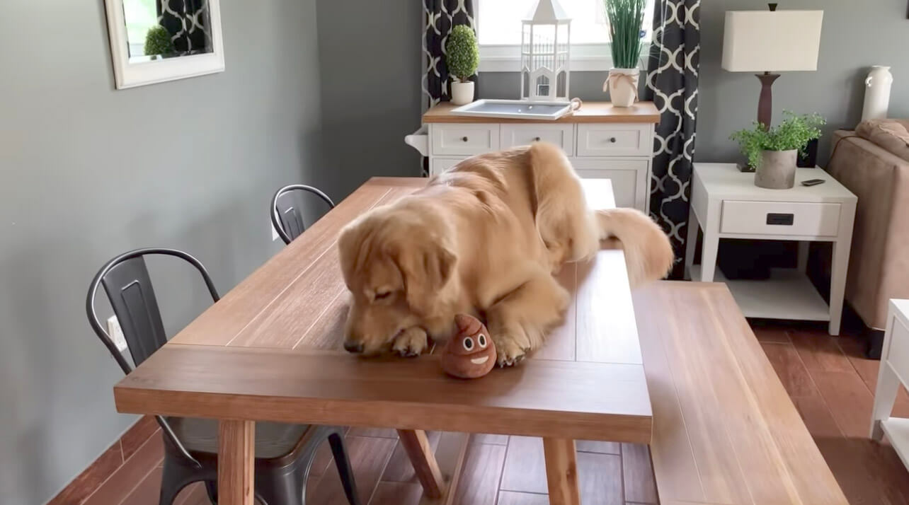 ゴールデンレトリーバー,動画