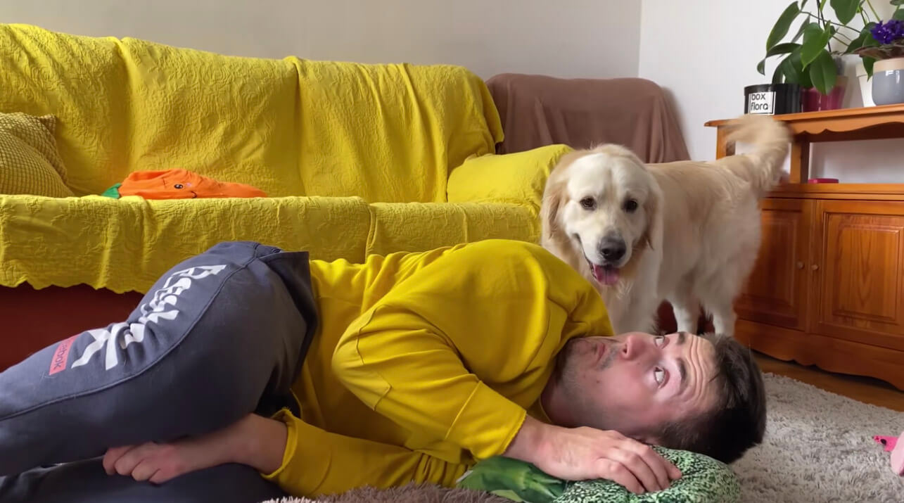 ゴールデンレトリーバー,動画