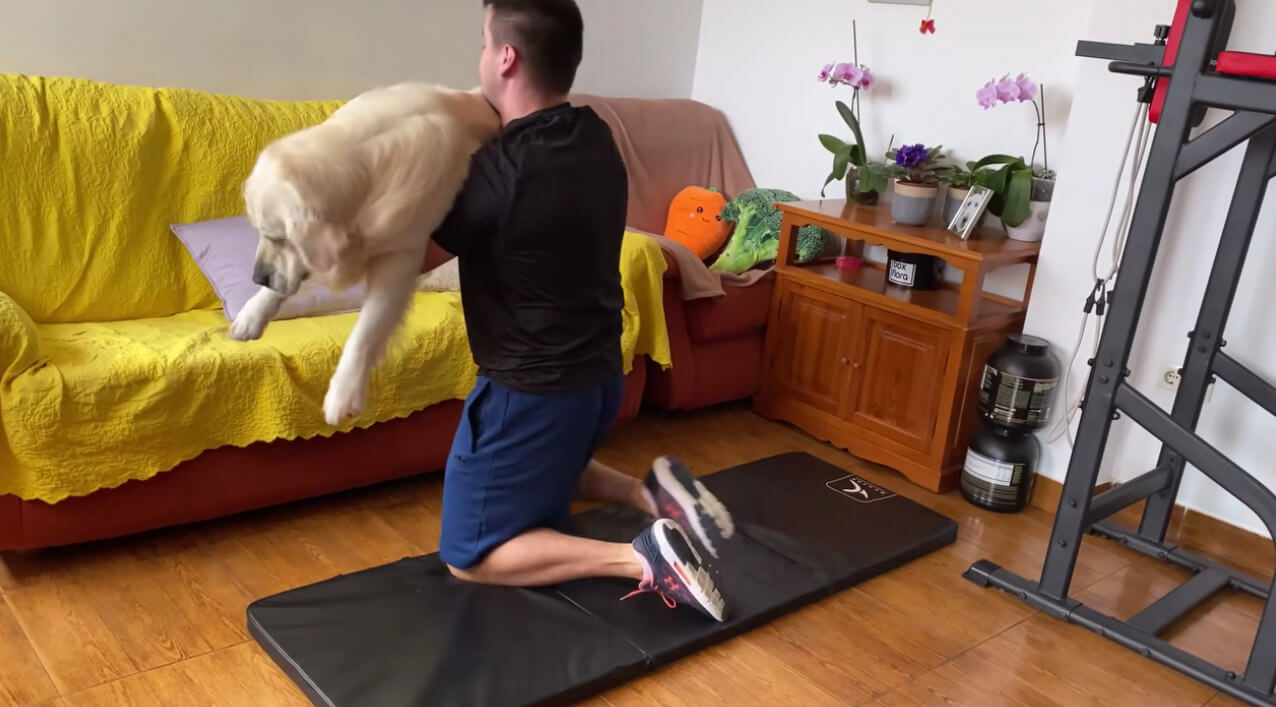 ゴールデンレトリーバー,動画