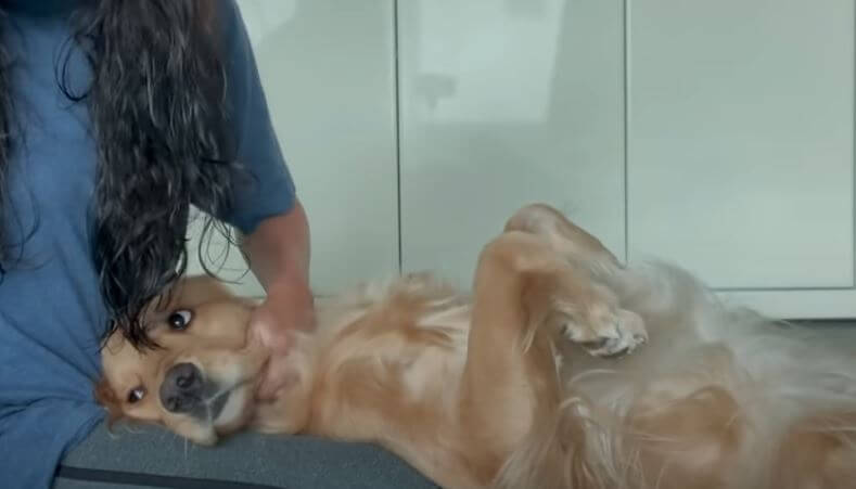 ゴールデンレトリーバー,動画