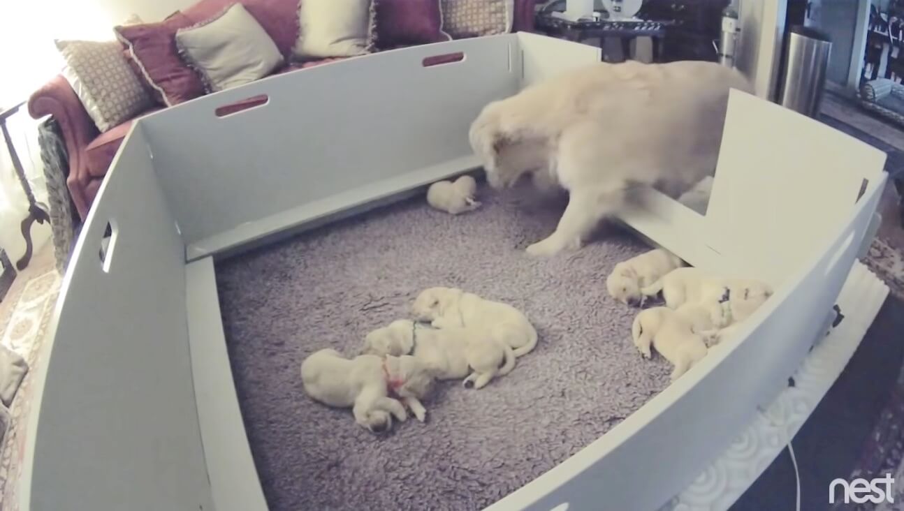 ゴールデンレトリーバー,動画