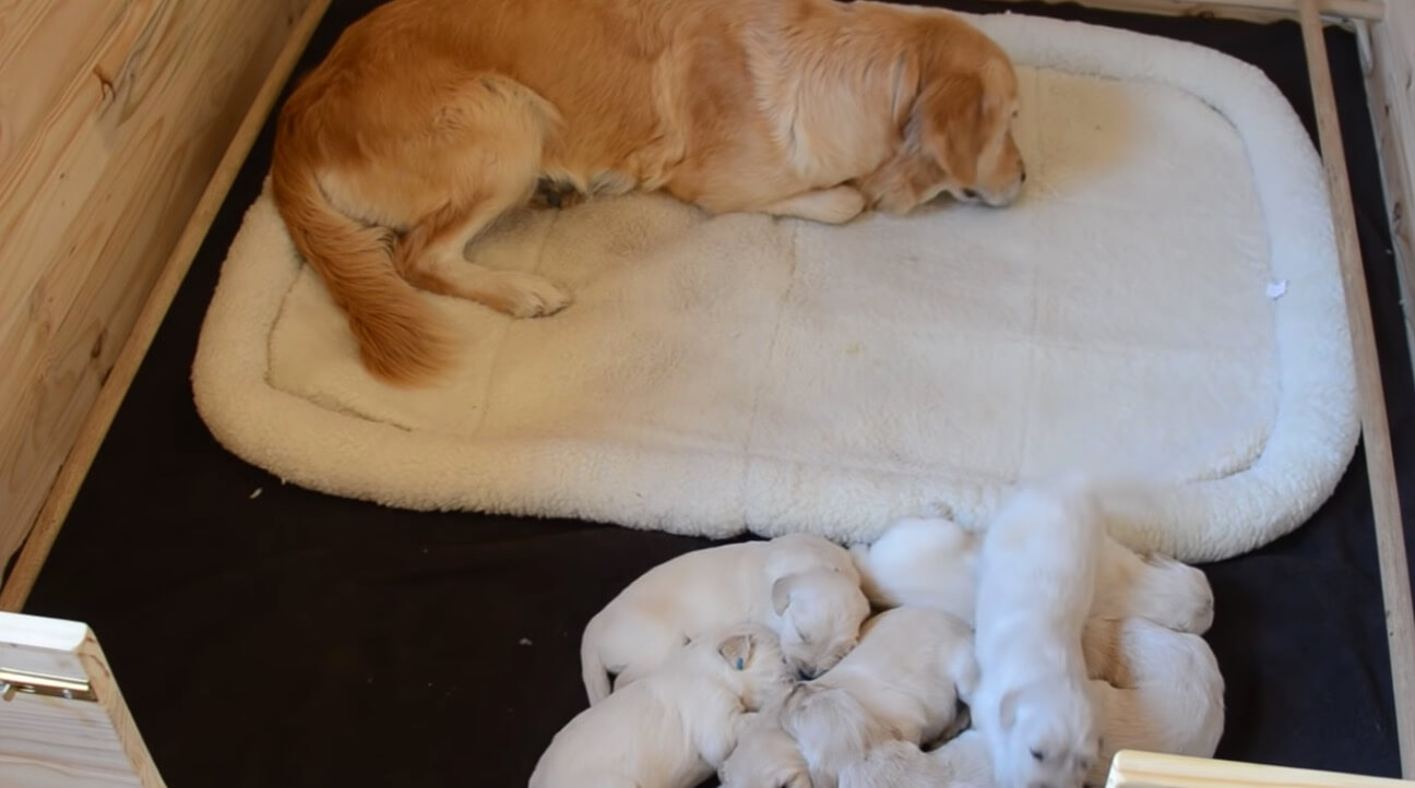 ゴールデンレトリーバー,動画