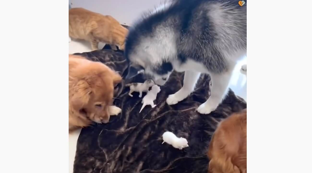 ゴールデンレトリーバー,動画