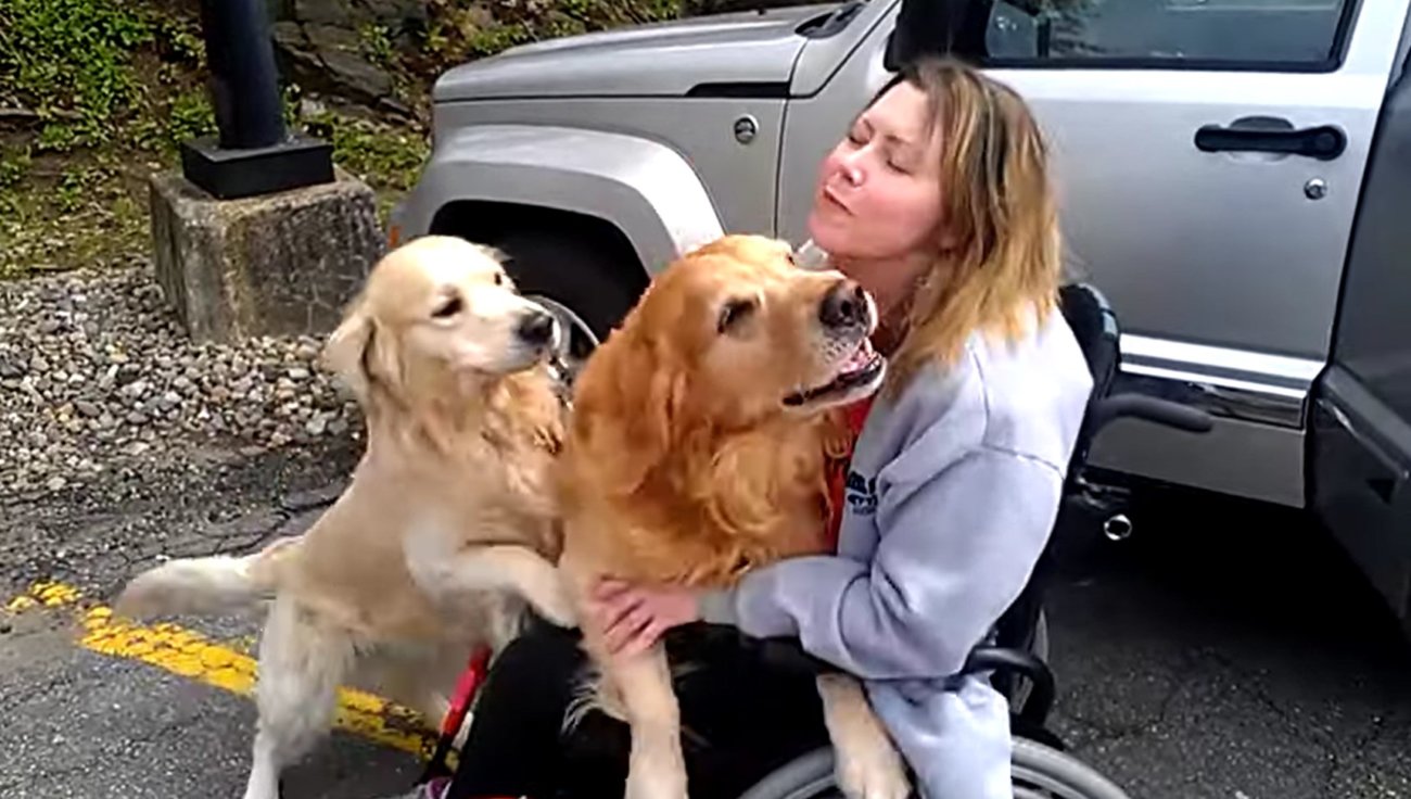 ゴールデンレトリーバー,動画