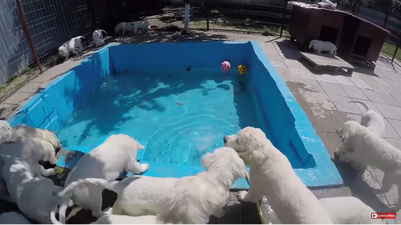 ゴールデンレトリーバー,動画