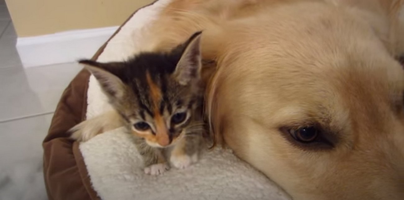 ゴールデンレトリーバー,動画