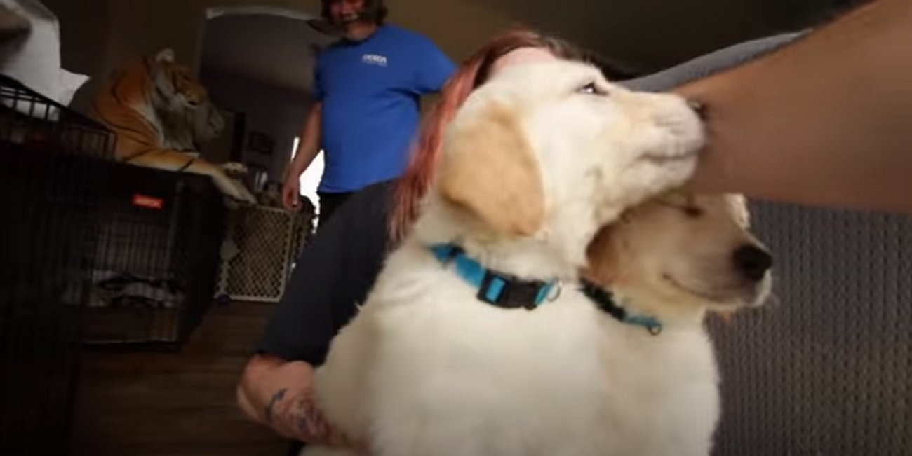 ゴールデンレトリーバー,動画