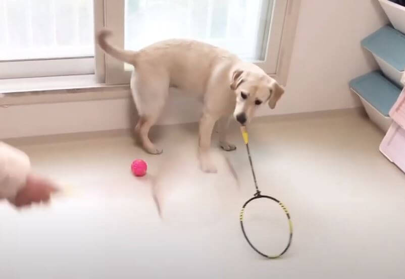 ラブラドールレトリーバー,動画