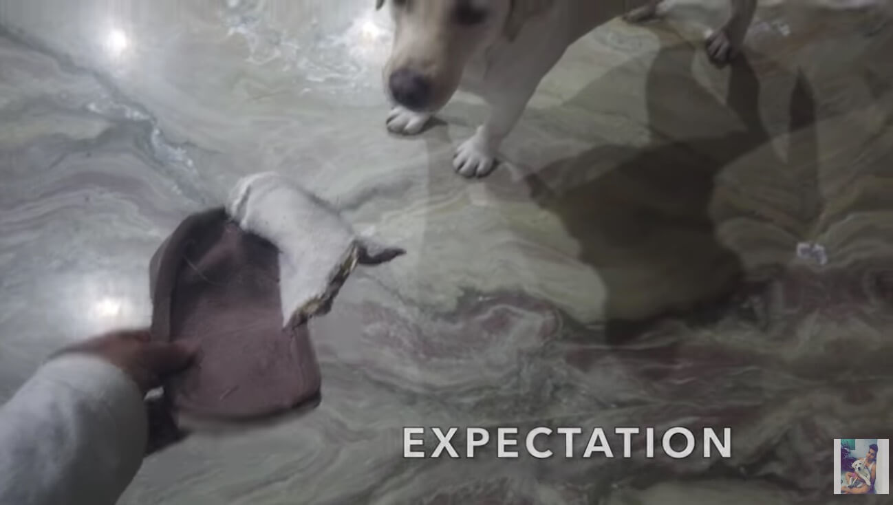 ラブラドールレトリーバー,動画