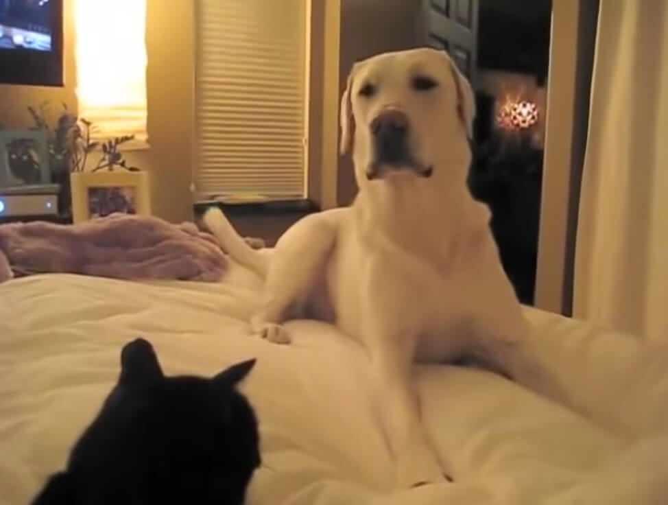 ラブラドールレトリーバー,動画