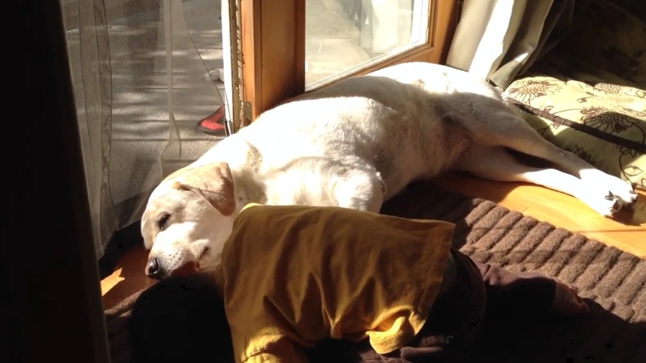 ラブラドールレトリーバー,動画