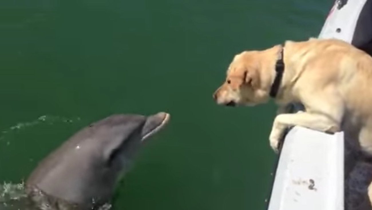 ラブラドールレトリーバー,動画