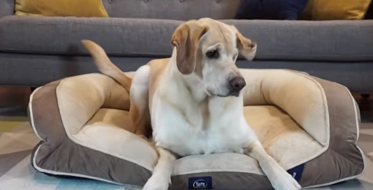 ラブラドールレトリーバー,動画