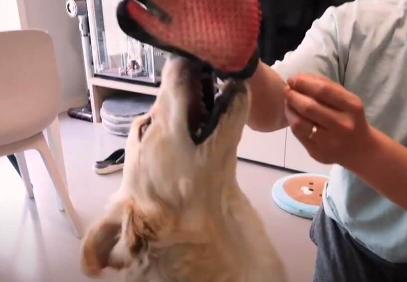 ゴールデンレトリーバー,動画