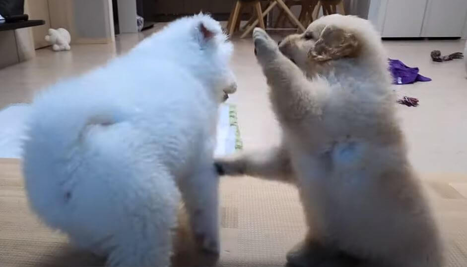 ゴールデンレトリーバー,動画