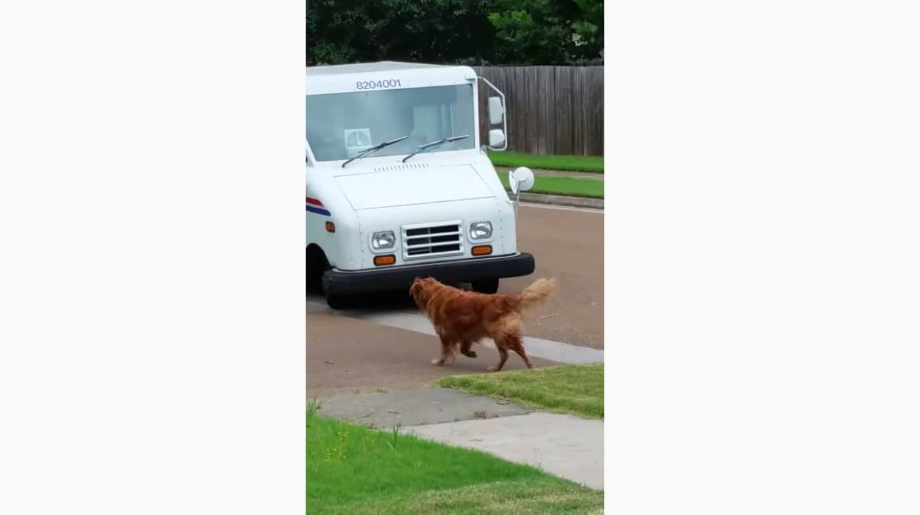 ゴールデンレトリーバー,動画