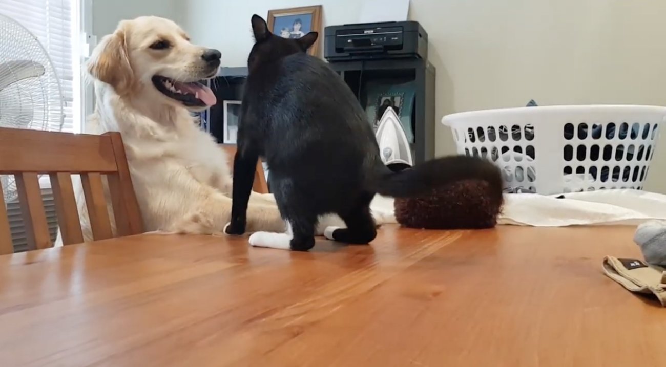 ゴールデンレトリーバー,動画