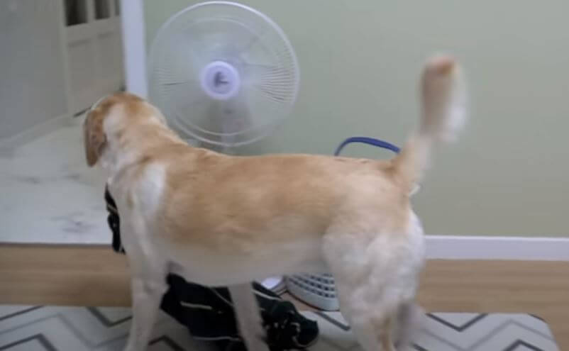 ラブラドールレトリーバー,動画