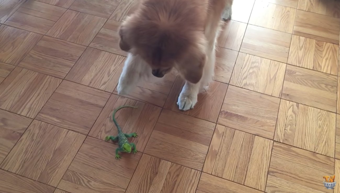 ゴールデンレトリーバー,動画