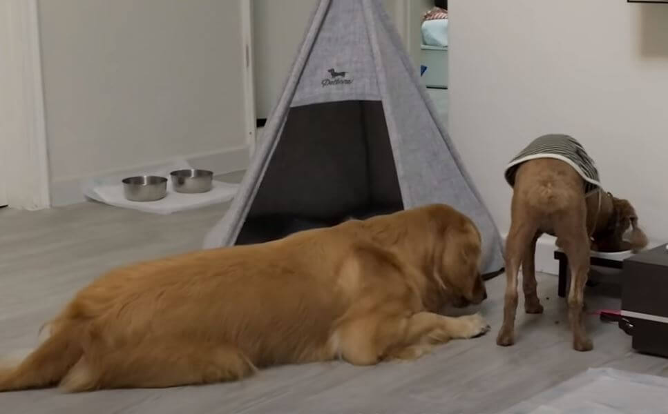 ゴールデンレトリーバー,動画