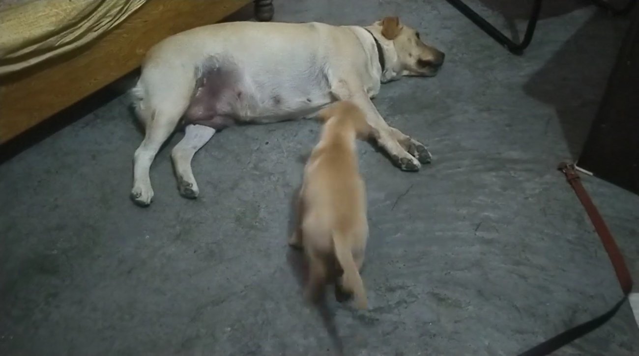 ラブラドールレトリーバー,動画