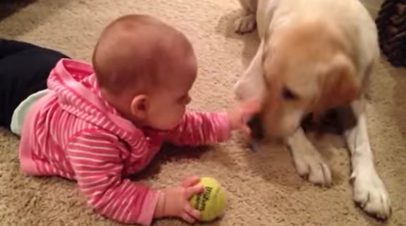 ラブラドールレトリーバー,動画