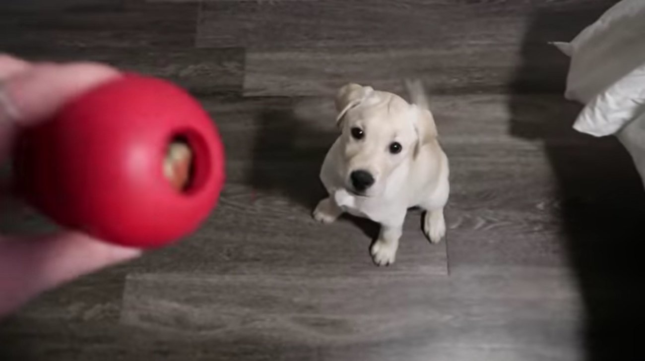 ラブラドールレトリーバー,動画