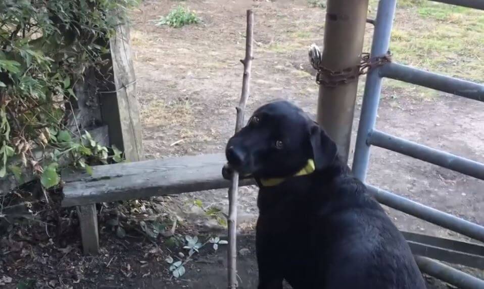 ラブラドールレトリーバー,動画