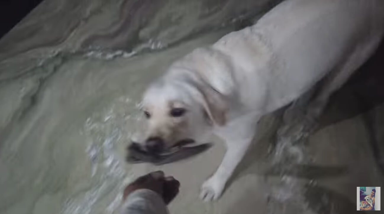 ラブラドールレトリーバー,動画