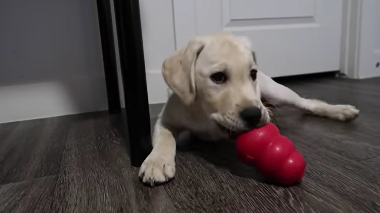 ラブラドールレトリーバー,動画