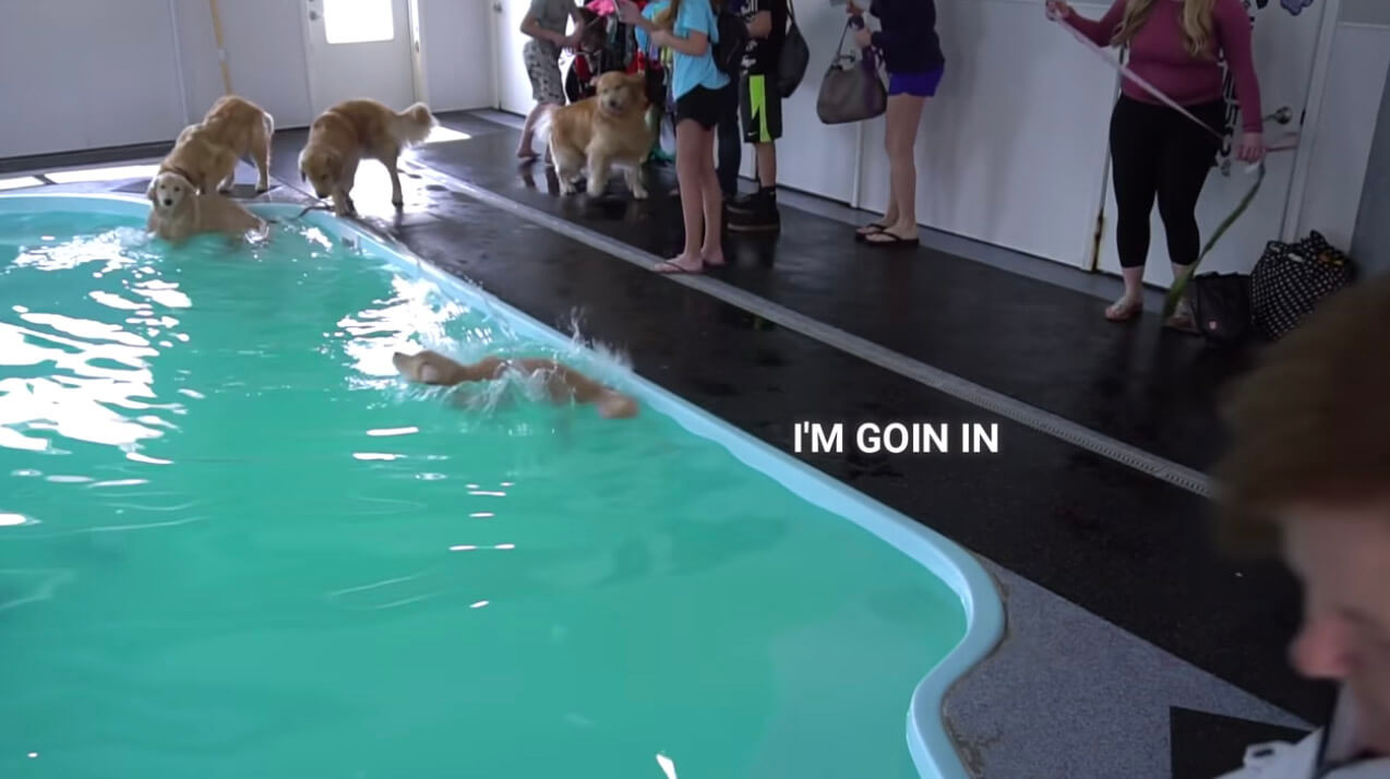 ゴールデンレトリーバー,動画