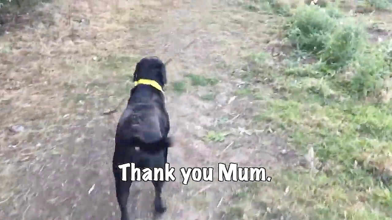 ラブラドールレトリーバー,動画