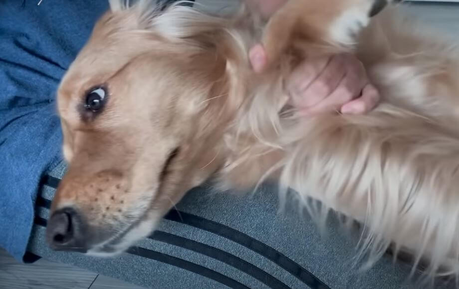 ゴールデンレトリーバー,動画