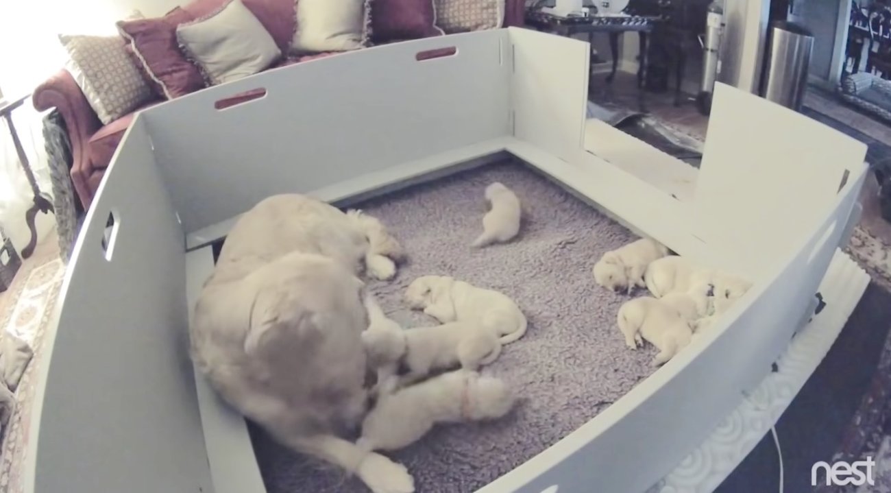 ゴールデンレトリーバー,動画