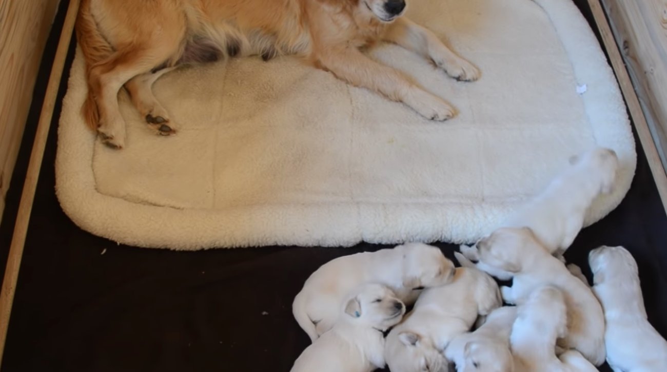 ゴールデンレトリーバー,動画