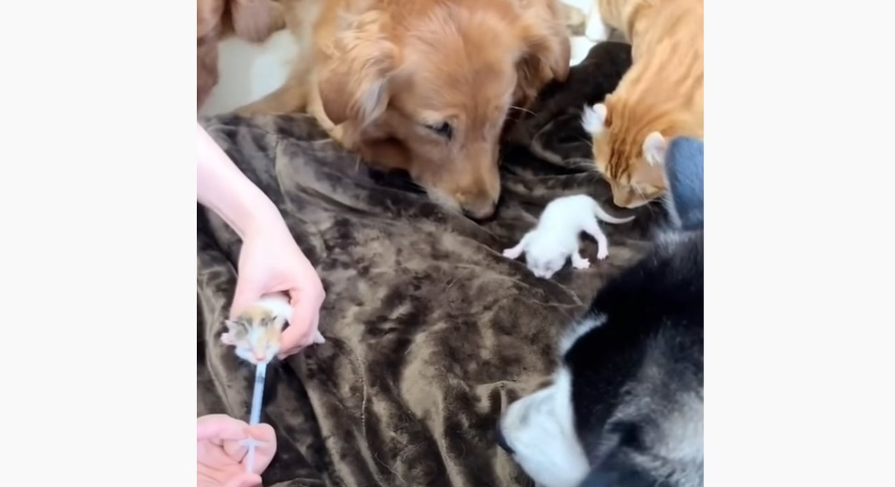 ゴールデンレトリーバー,動画