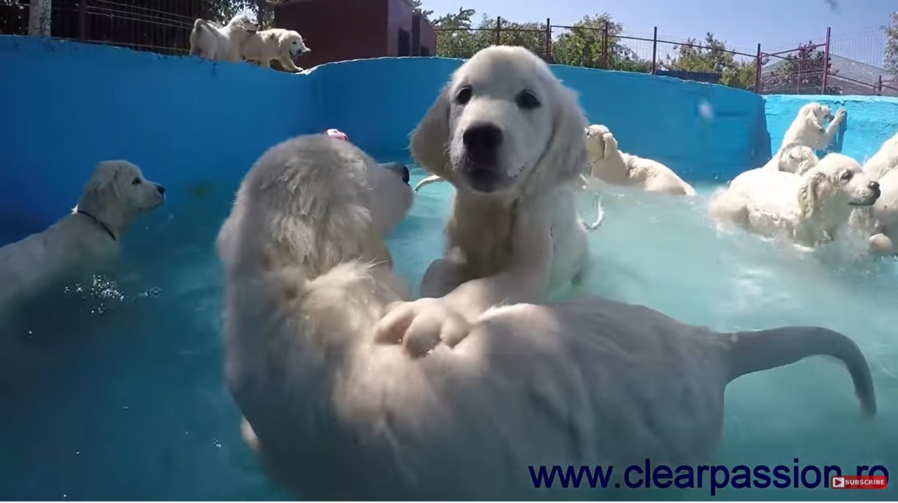 ゴールデンレトリーバー,動画