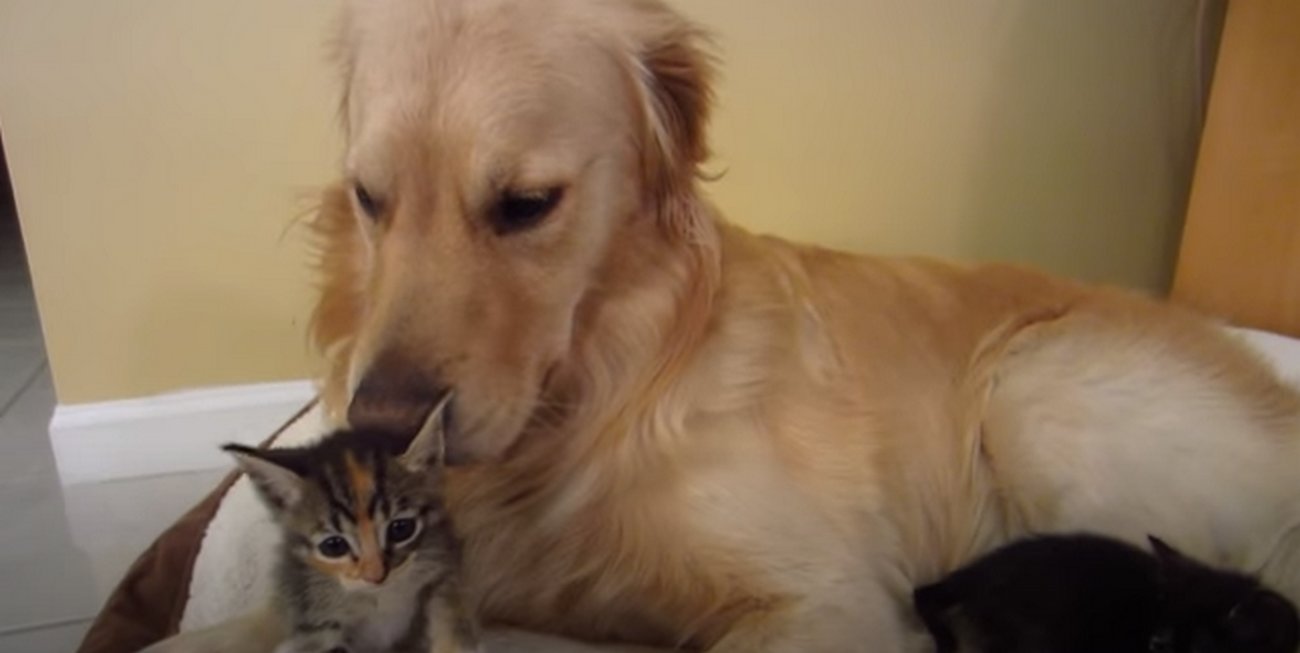 ゴールデンレトリーバー,動画