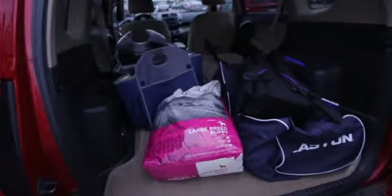 ゴールデンレトリーバー,動画