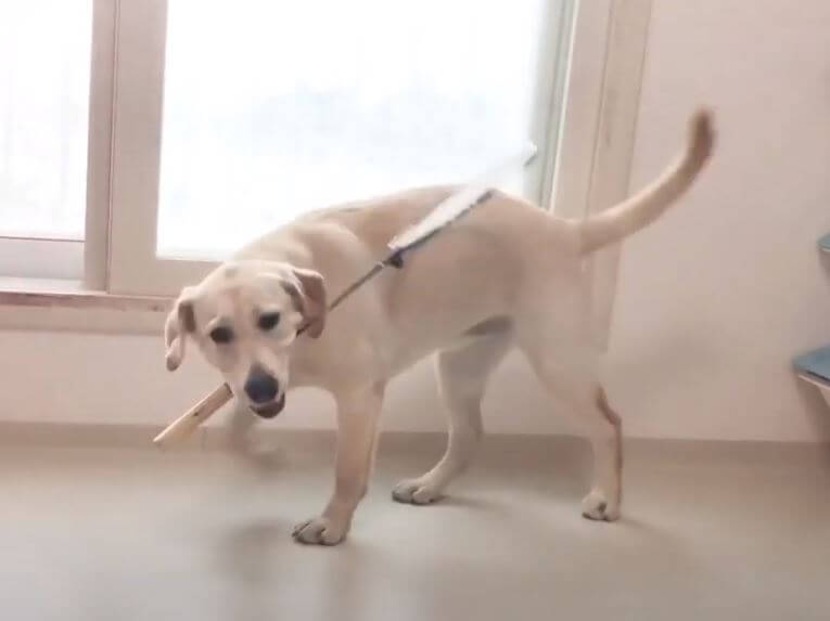 ラブラドールレトリーバー,動画