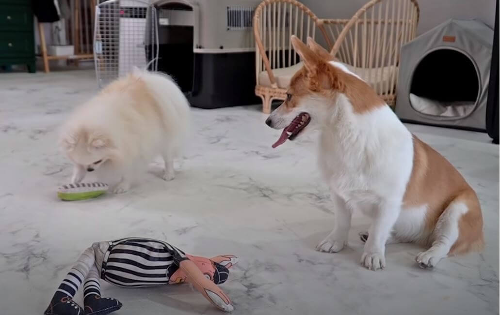 ラブラドールレトリーバー,動画