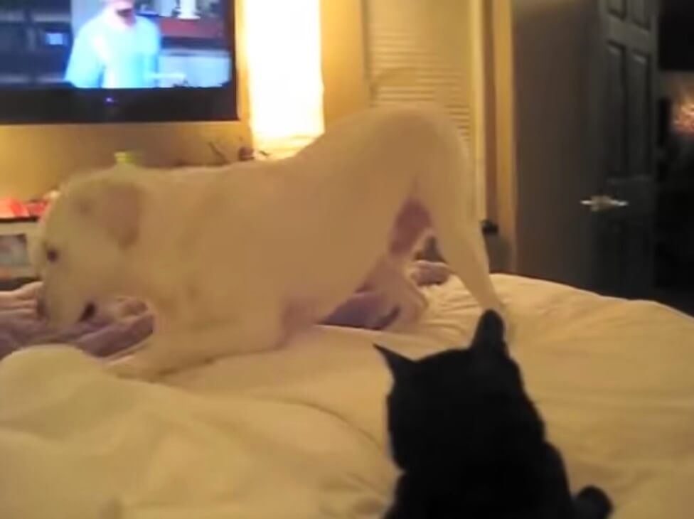 ラブラドールレトリーバー,動画