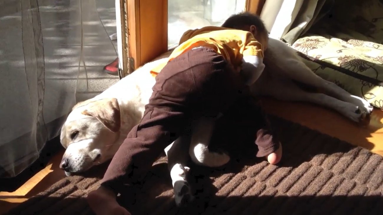 ラブラドールレトリーバー,動画