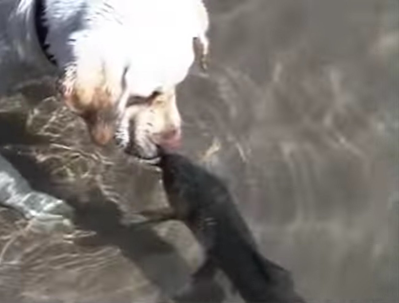 ラブラドールレトリーバー,動画