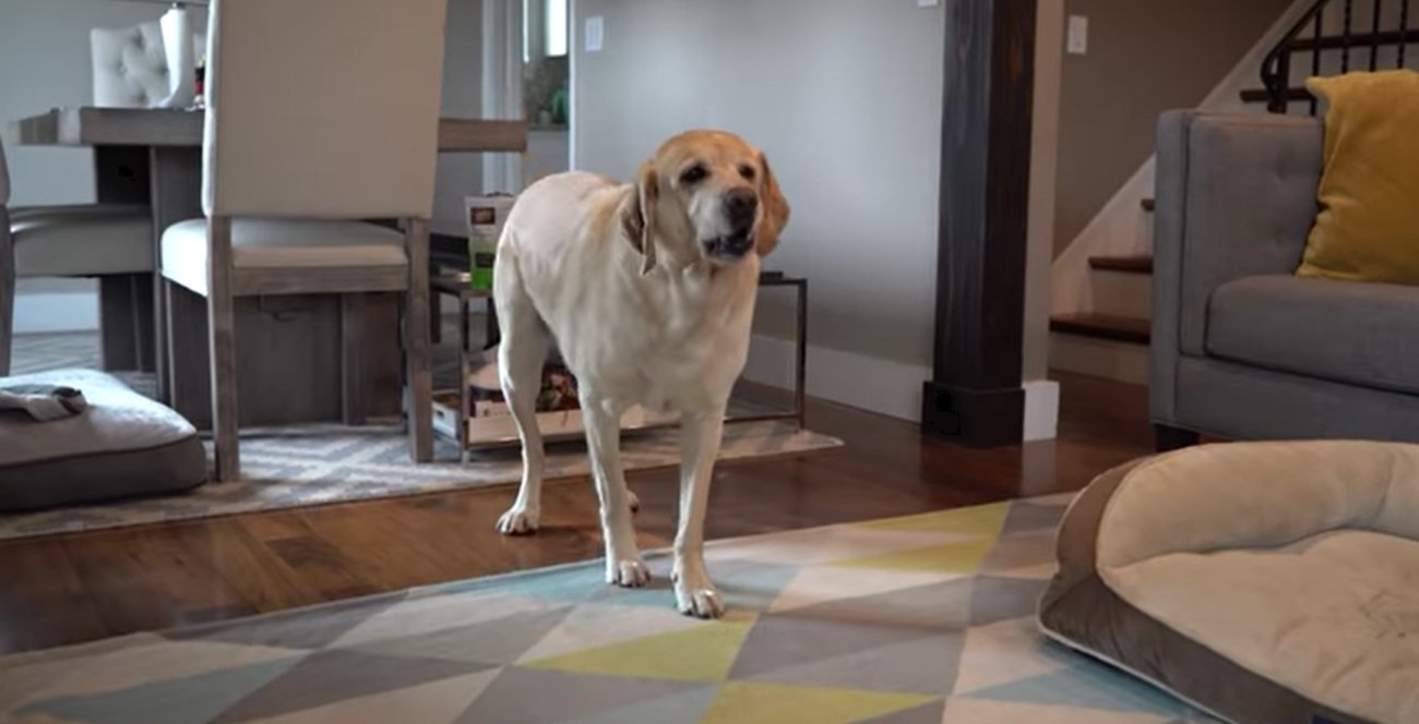 ラブラドールレトリーバー,動画